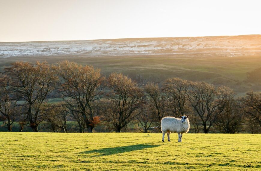 Enviro-savvy farmers to prosper post-Brexit