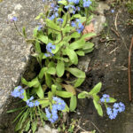 Bright-eyed, blue ‘gentle gem’ of romantic story