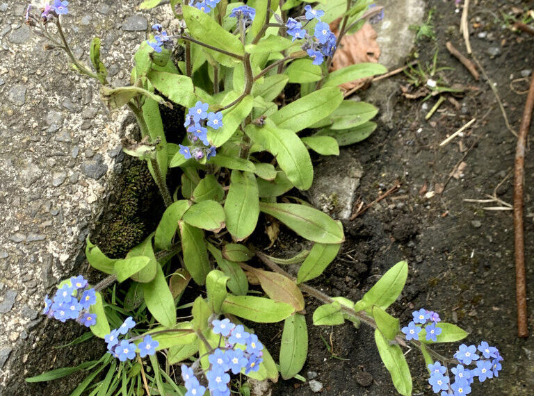 Bright-eyed, blue ‘gentle gem’ of romantic story