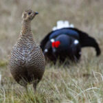 Shake your tail feathers!