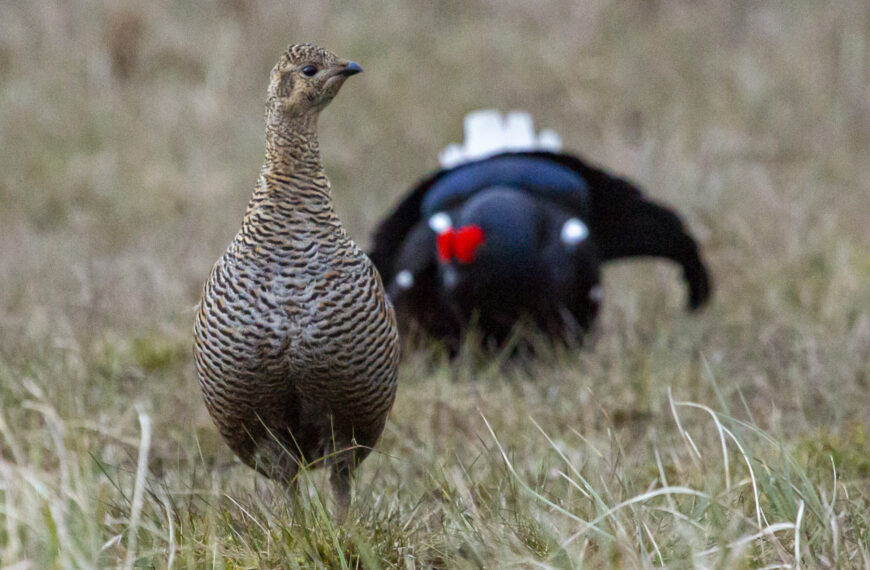Shake your tail feathers!