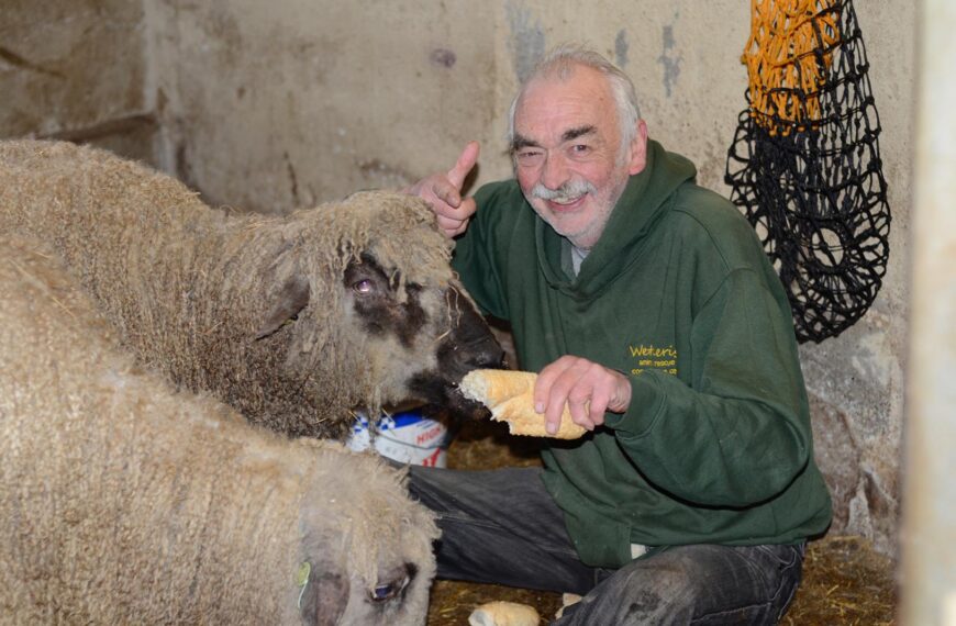 Animal sanctuary plea for more volunteers