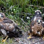 Hen harrier disappears in the dale