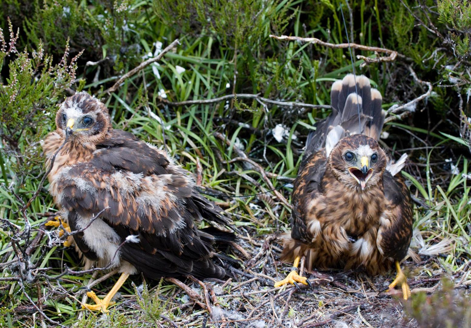 Hen harrier disappears in the dale