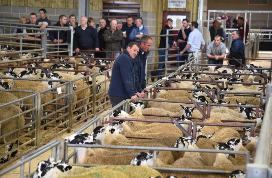 Early sales breed confidence for Mule sheep farmers