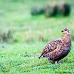 Seminar highlights grouse moor research