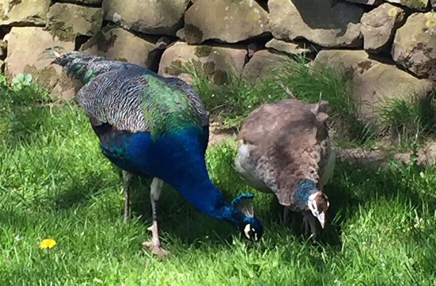 Appeal to find Bazil, the missing peacock