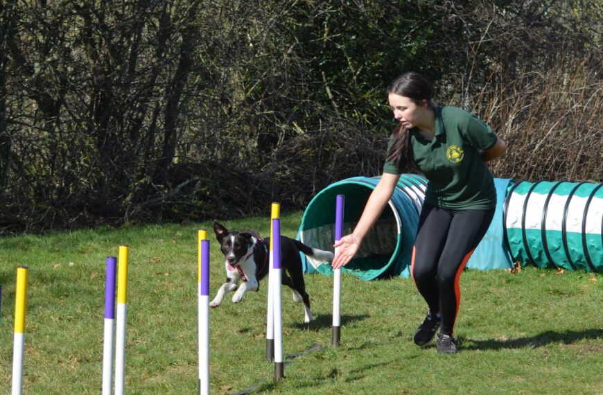 You can teach old (and young) dogs new tricks