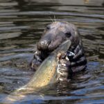 Fishing the Tees: Catch and release only&hellip;