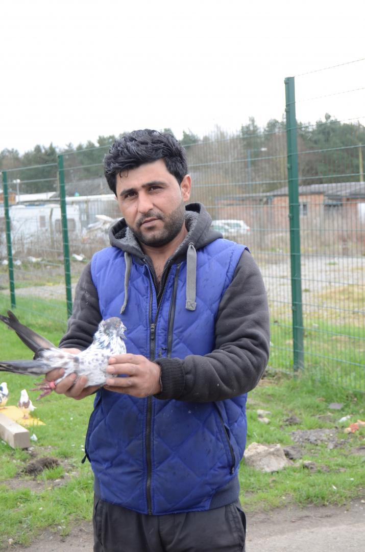 Theft of pigeons worth £3,000 from business