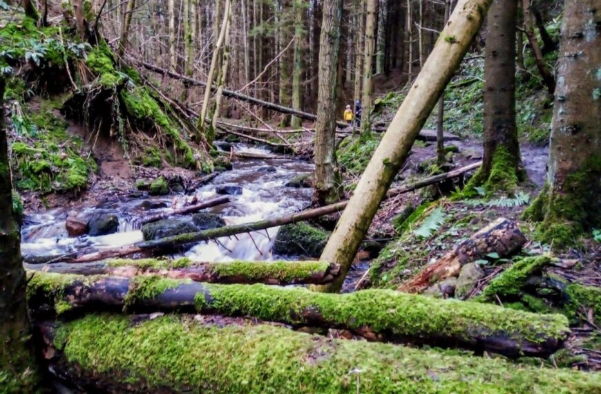 If you go down to the woods today…