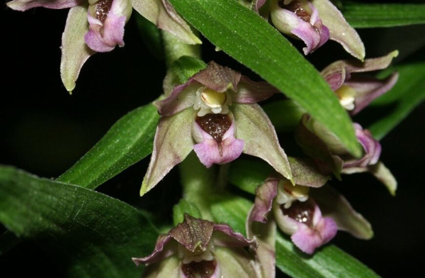 Flora and fauna: Orchid weeds – the great plant survivors