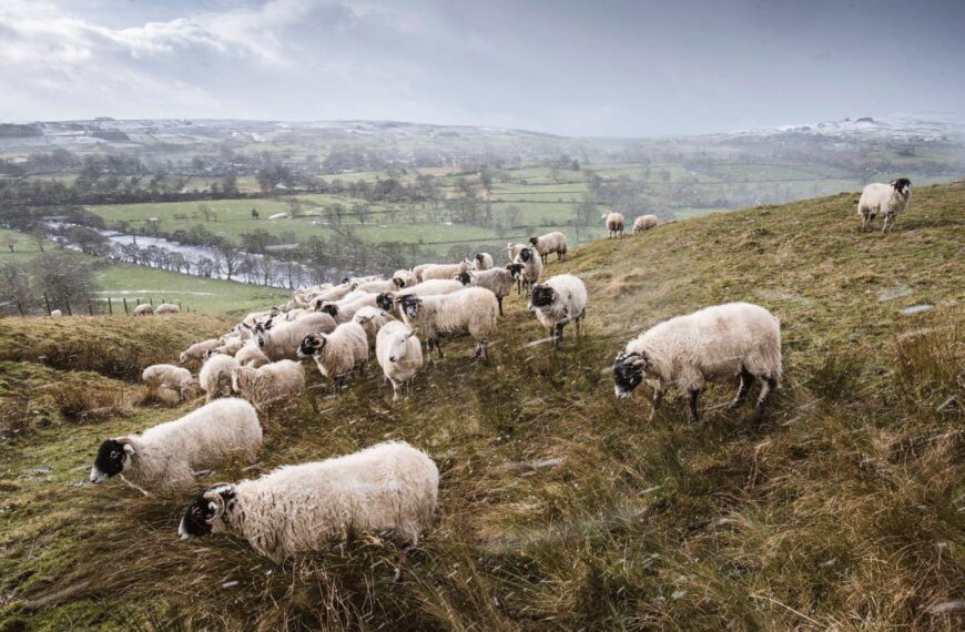 Help for dale farms despite Covid