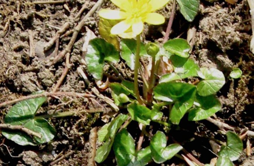 Flora and fauna: Why wage war against such a cheerful, golden star-like&hellip;