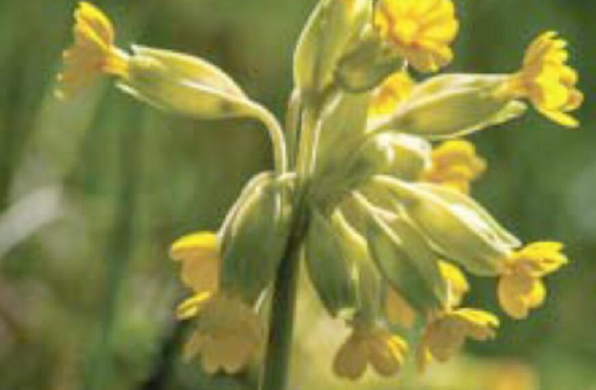 Flora and fauna: A special time of year for dale’s flowers