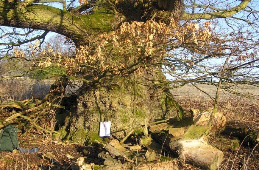 Tree project preserves a link to the past