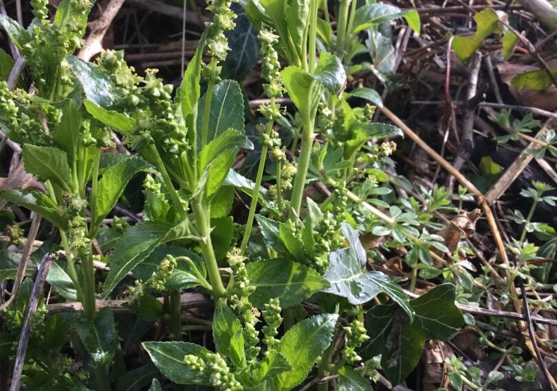 Flora and fauna: A clever plant – but nothing to do with&hellip;