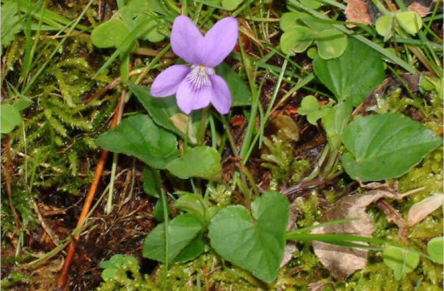 Flora and fauna: Don’t be put off by this ‘dog’ of a&hellip;