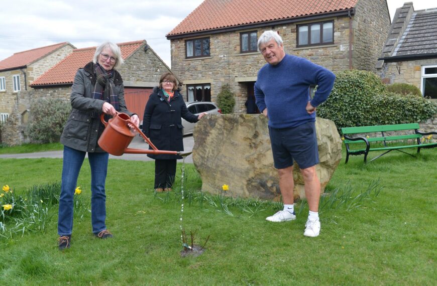 Peace rose to commemorate pandemic