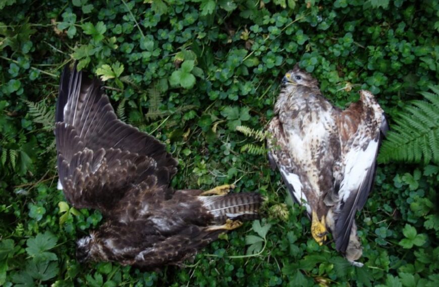 Police raid property in Teesdale after birds poisoned