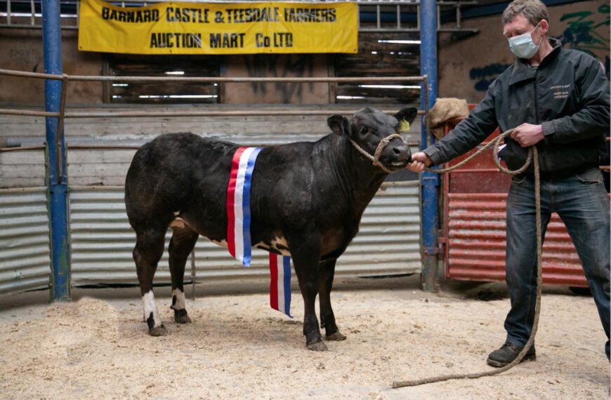 Champion Limousin sells for £2,650