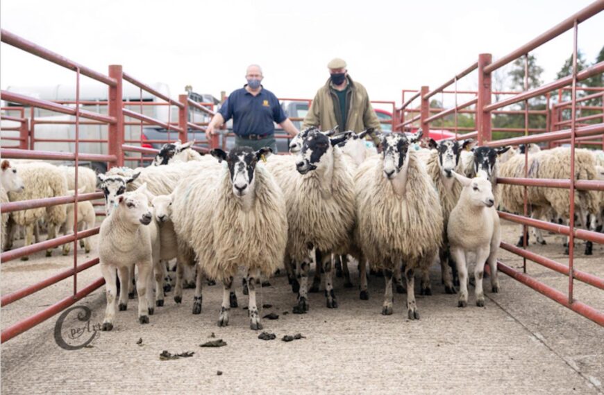 Hoggs and lambs impress judge at Barney mart