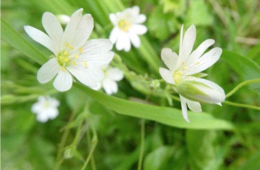 Flora and fauna: Herbal remedy – and a vital source of nectar