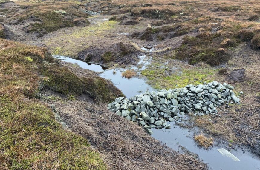 Grouse moors are protecting peatland’
