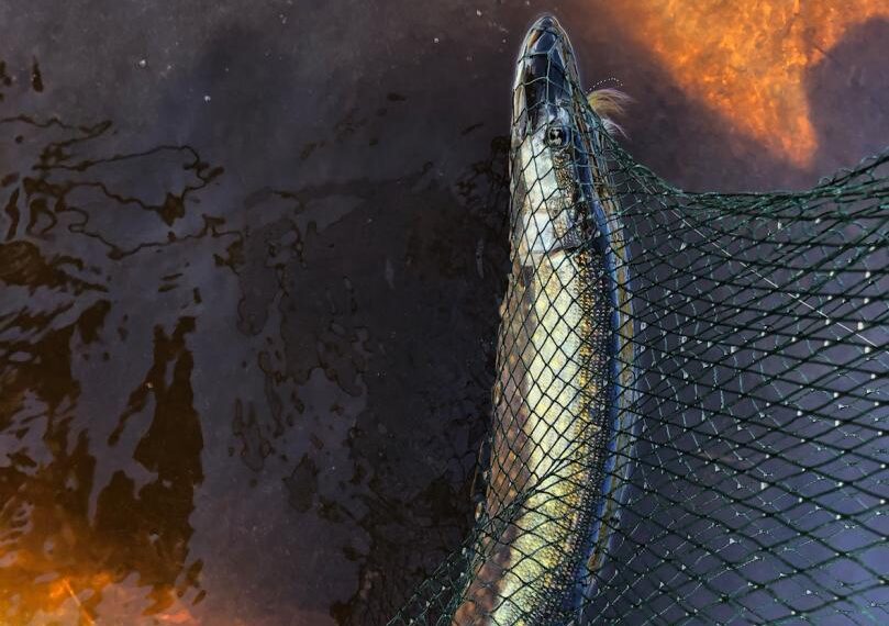 The one that didn’t get way from angler Shane