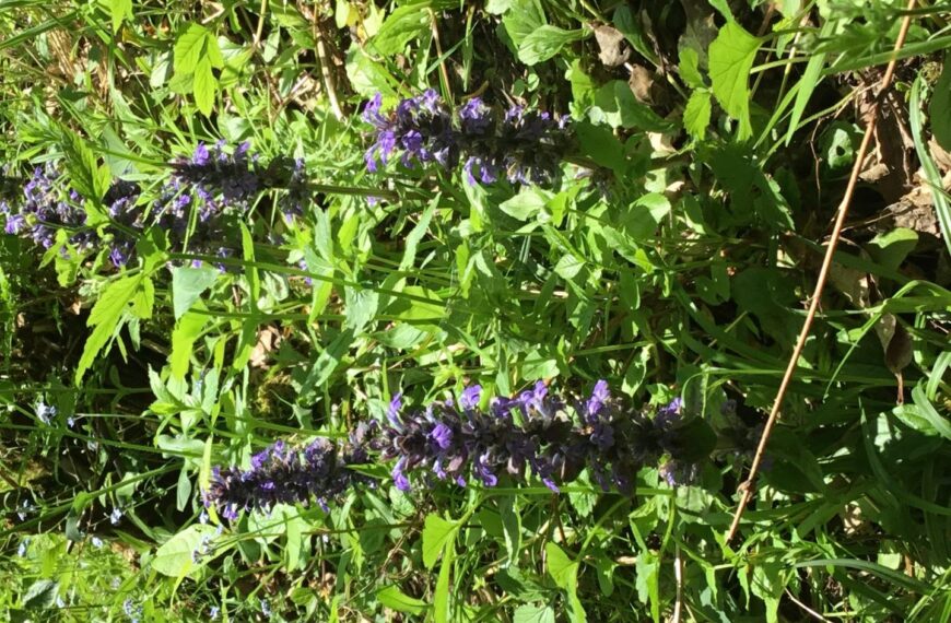 Flora and fauna: The creeping plant loved by herbalists