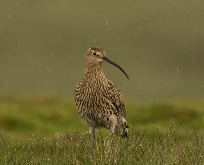 Survey to estimate dale’s curlew population