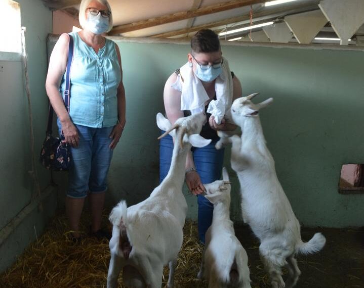 Surge in animals being abandoned by owners