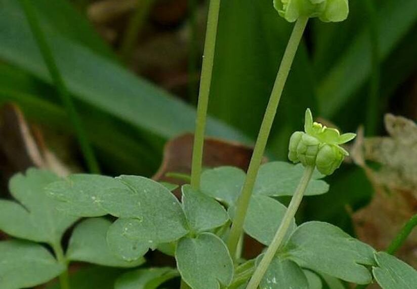 Flora and fauna: Time to look at a humble little plant