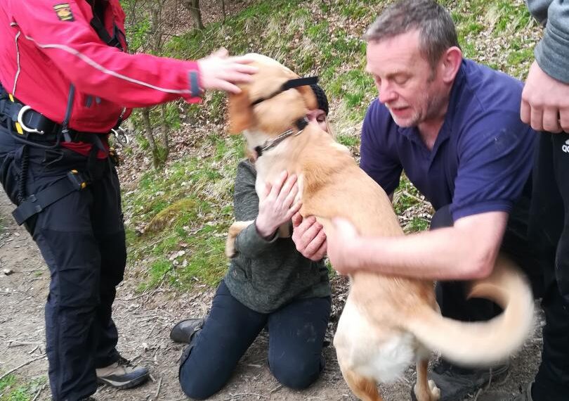 Dog rescued near Cotherstone after becoming stranded on riverbank