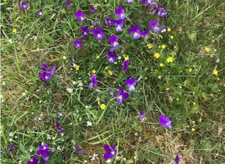 Flora and fauna: A flower you’d associate with heavy metal