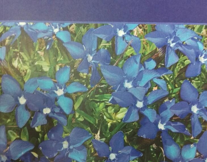 Book looks at history of rare plants in the dale