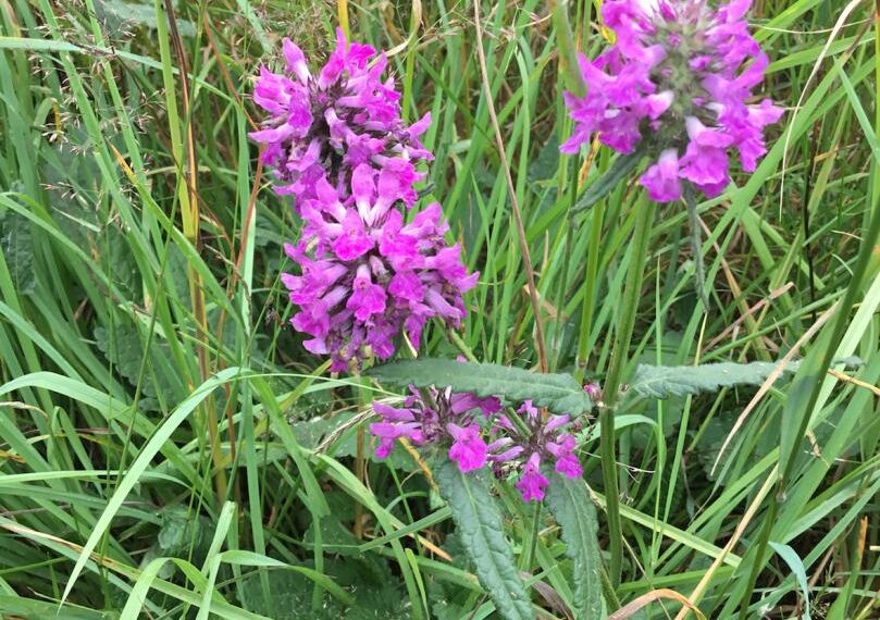 Flora and fauna: A plant to ward off spirits