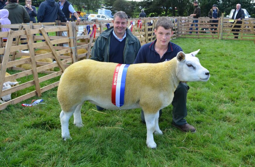 Teward’s terrific Texel takes title at Bowes Show