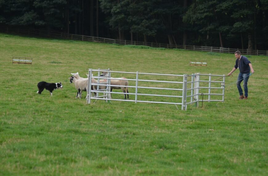 One man and his dog comes to Bowes Show