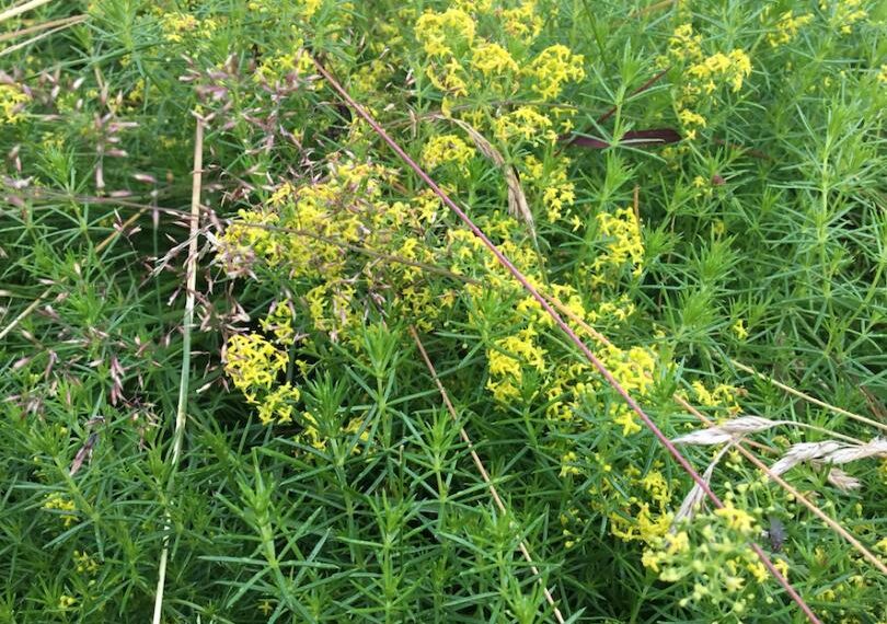 Perennial forms a glorious yellow mist