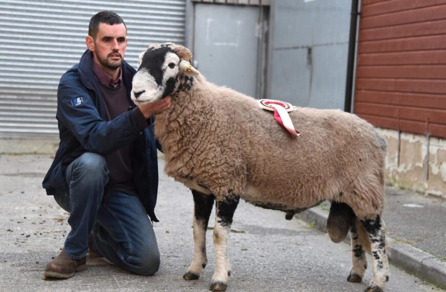 Dale ram impresses at annual Skipton show