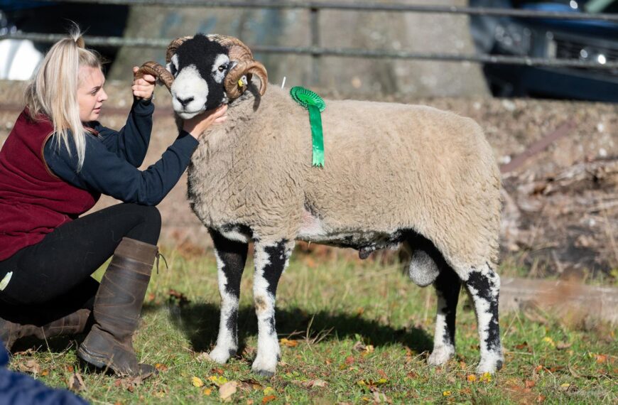 Clive’s shearling ram sells for £38,000 at annual SSBA sale