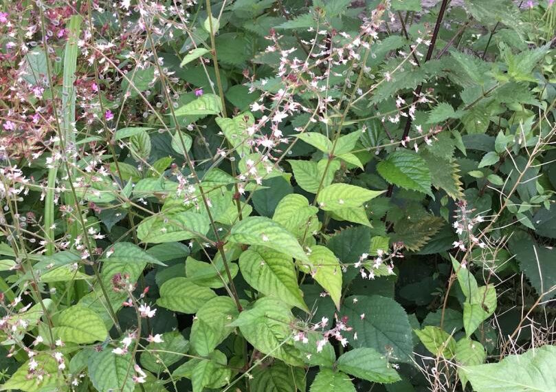 Flora and fauna: Nothing particularly enchanting about this nuisance herb