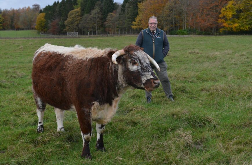 Raby herd is judged best in the north