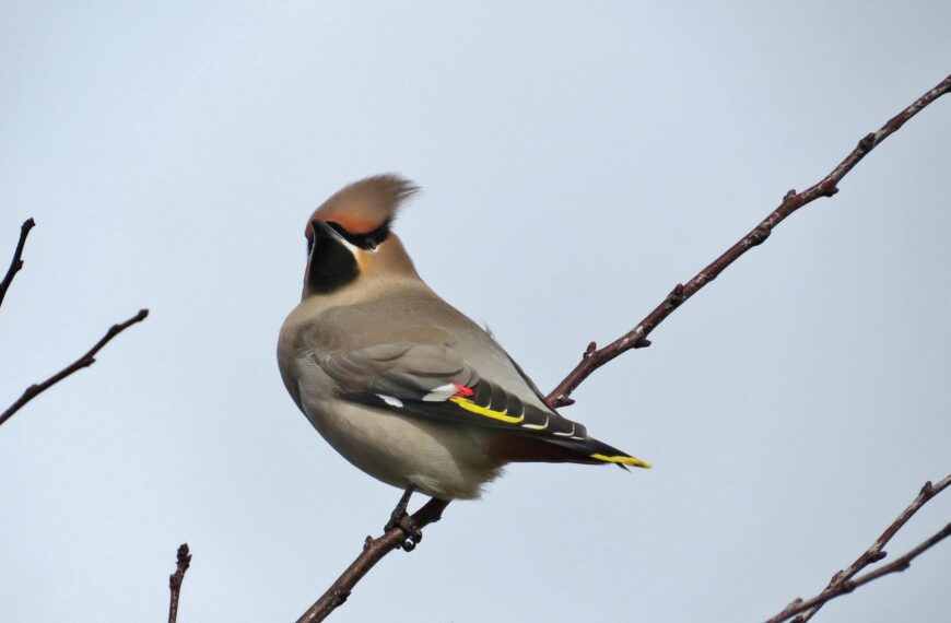 Nature Notes: Plenty to observe during winter months