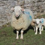 Living in hope for a successful breed&hellip;