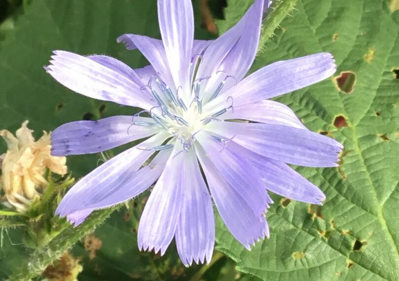Flora and fauna: Salad days on a road trip to Teheran