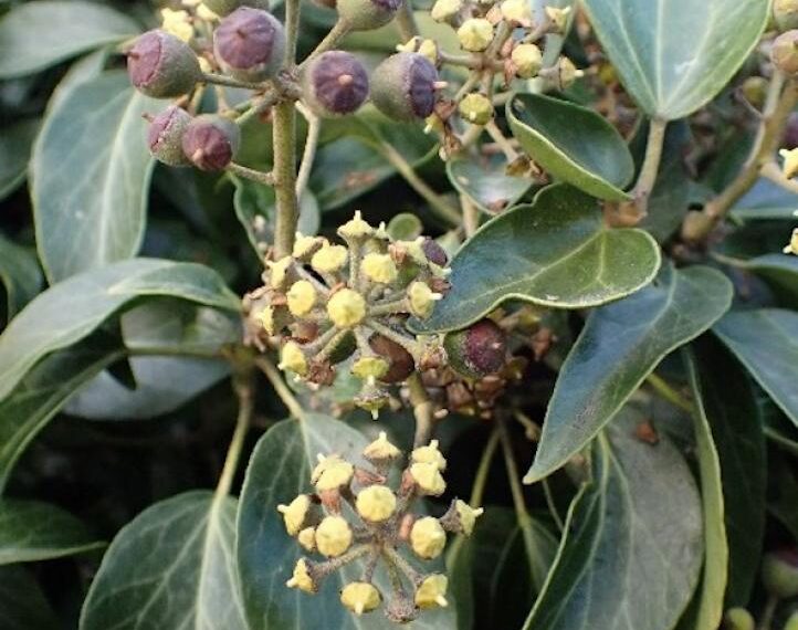 Flora and fauna: Goodbye and good riddance to bad luck