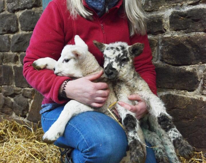 Pleased to bleat you! It’s an early start to the lambing season