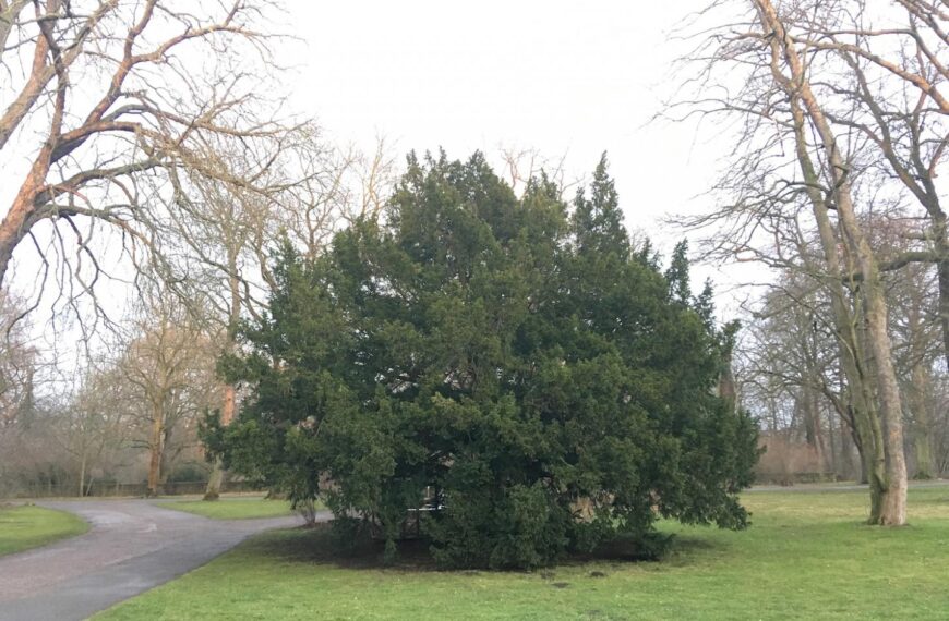 Flora and fauna: Veteran wonders were considered sacred